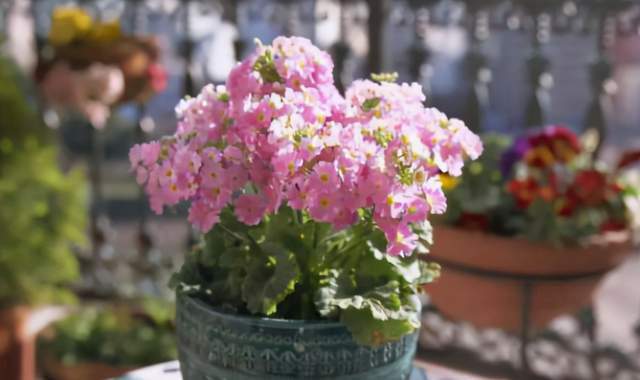 花商|在市场买花,要记住“四不买”,养花再也不踩坑,养好也是挺简单
