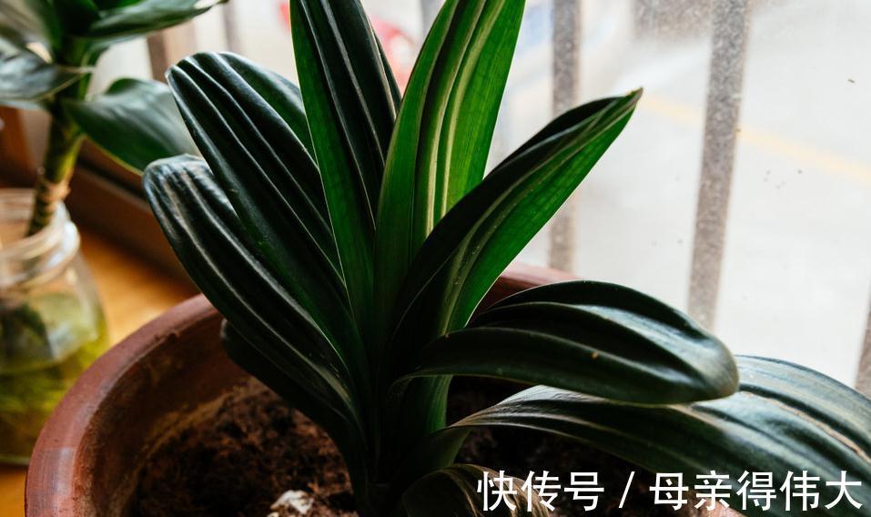 白绢病|盆栽君子兰软腐枯萎,常见3种病害,2分钟学会判断和治疗