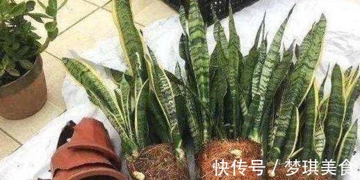 虎皮兰|养虎尾兰,一个小技巧,长得快、侧芽多、叶厚实,3个月长爆盆