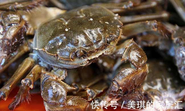 螃蟹|买螃蟹时,聪明的人专挑5种,个个肉鲜膏肥,再也不怕买亏了