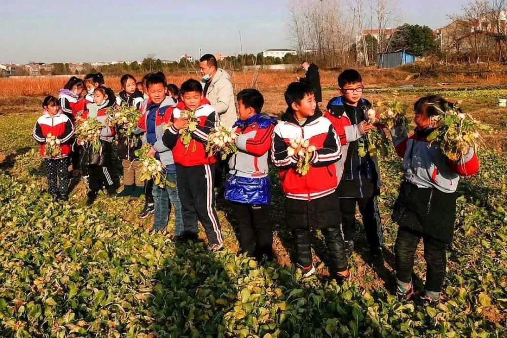 武汉天河航天小学，开垦菜地对学生进行劳动教育，啥情况