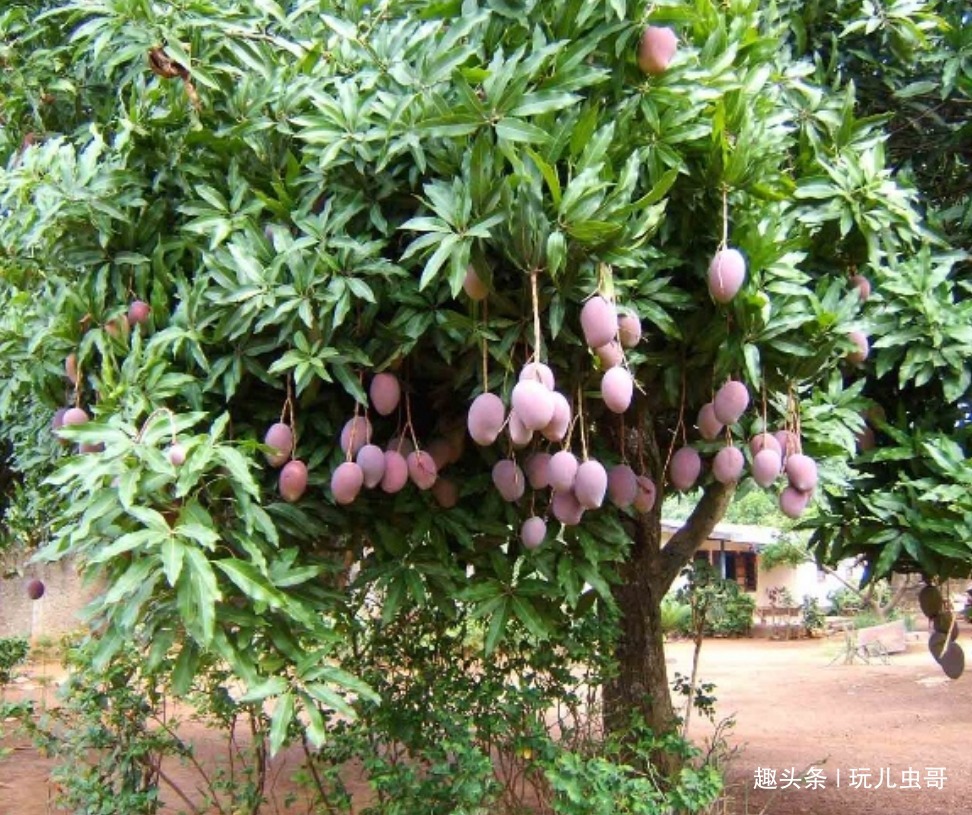芒果肉质细腻,气味香甜,掌握一点,种出优质美味的芒果来!