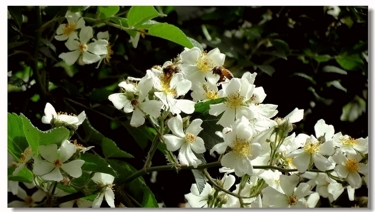 此花是最后的美丽,洁白的花朵看上去还很神圣,却是感情的终结