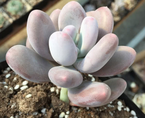 多肉冬美人种植技巧和注意事项，掌握这些，多肉健康茁壮成长