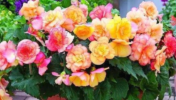 11月逛花市，4种耐阴花随便买，稍微给点光，就能开花爆盆