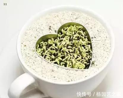 发芽的胡萝卜,吃剩的水果核都别扔,一周让家里长满绿植