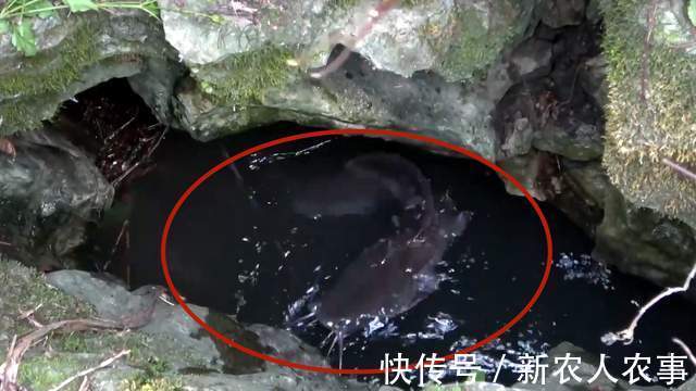 广西年轻夫妻俩组团野钓，小洞口里藏着米级大鲶鱼，最终遗憾回家