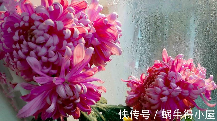 养护|做好3件事,养殖高雅的菊花,植株一年中开花不止一次