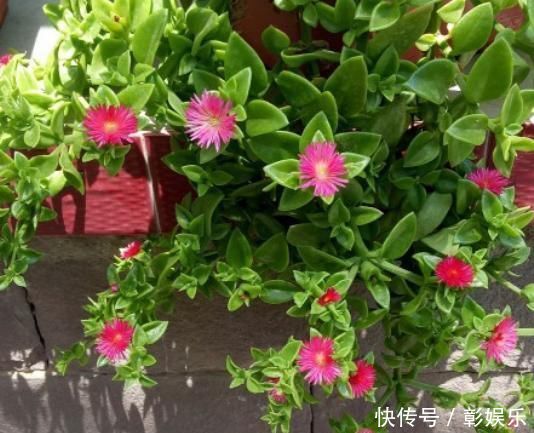 6种花适合吊起来养,挂在窗前,比窗帘还好看