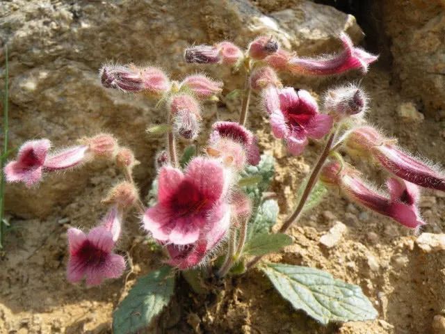 西葫芦|不想糖尿病缠身,4样“零食”经常吃,血糖平稳,比打胰岛素强
