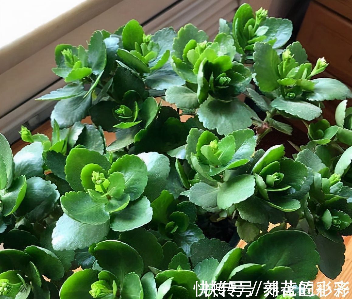 长寿花秋季生长期,发现长满“透明根”,用对方法救活它