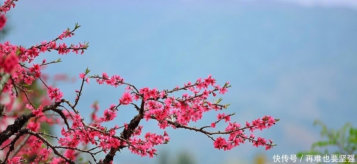 林花&李煜艳冠古今的一首小令，短小凄美朗朗上口，你一定能全词背诵！