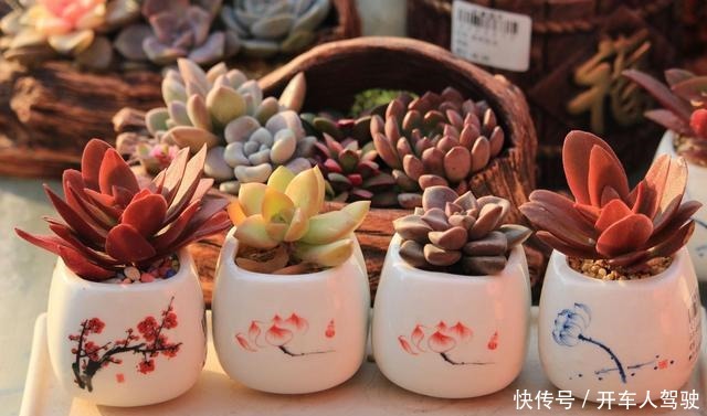 冬天的多肉有5怕，避开了，各个养成“彩虹糖”！