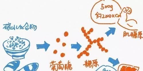 肌肉|健身停训多久后,肌肉会消失如何保留住肌肉