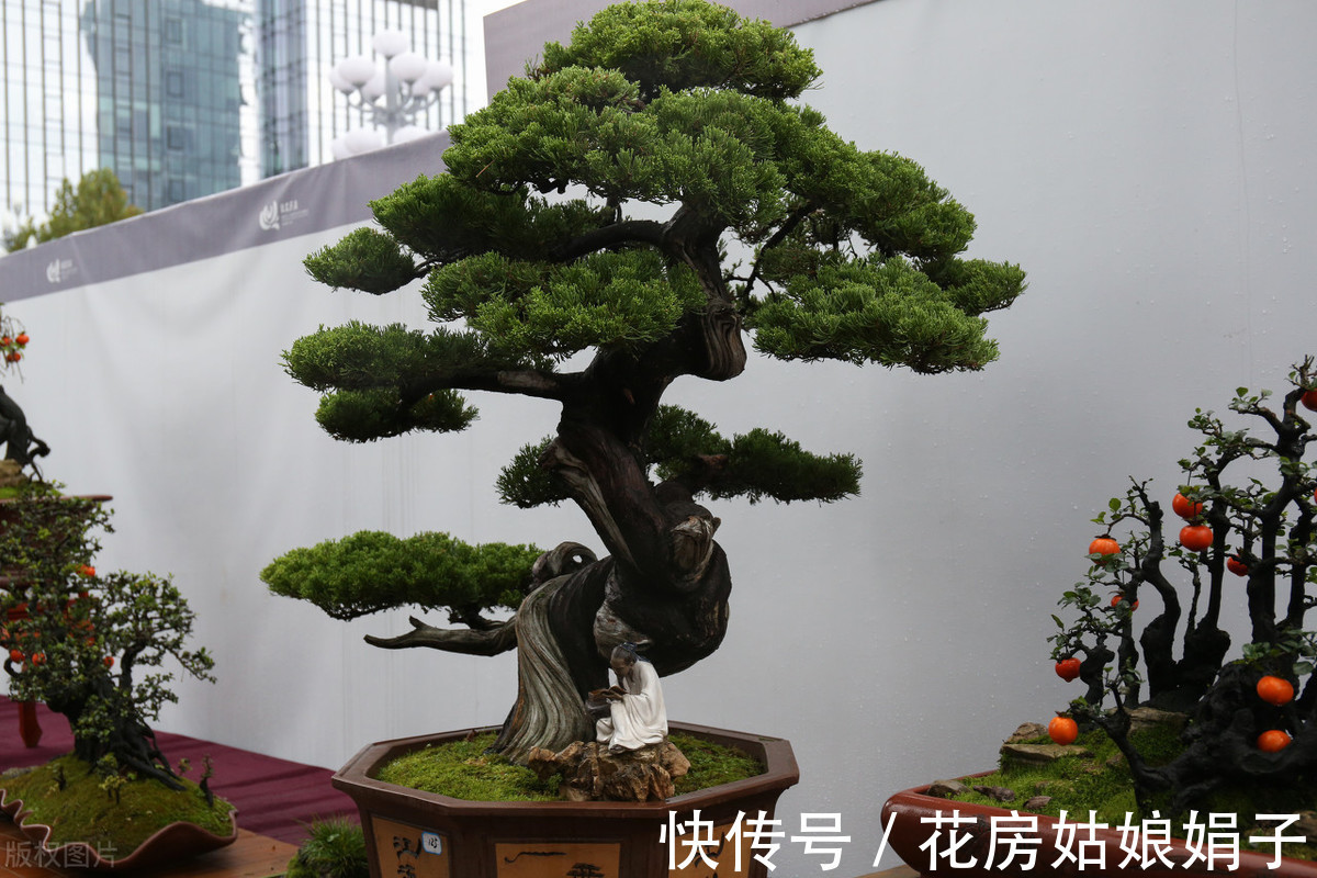 植物|别再为浇水发愁了,给你支招“10多10少”浇水法,比啥方法多管用