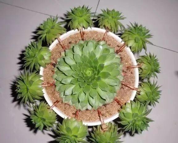 秋天养“观音莲”,别忘摘点芽繁殖,一棵变10棵,来年又长一大圈