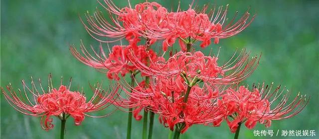 彼岸花如此美艳,却被日本人视为幽冥之花,深扒它的前世今生