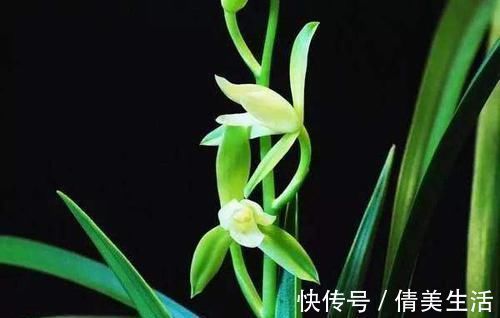 植料|新手养兰花难吗?这样操作,一年后兰苗就爆满花盆,幽美淡雅