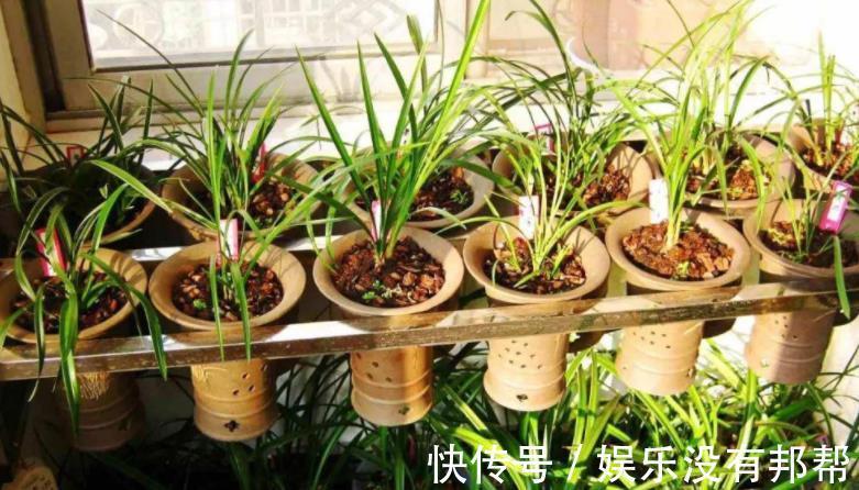习性|室内养兰花盆栽,摆在哪里更合适?阳台就不错