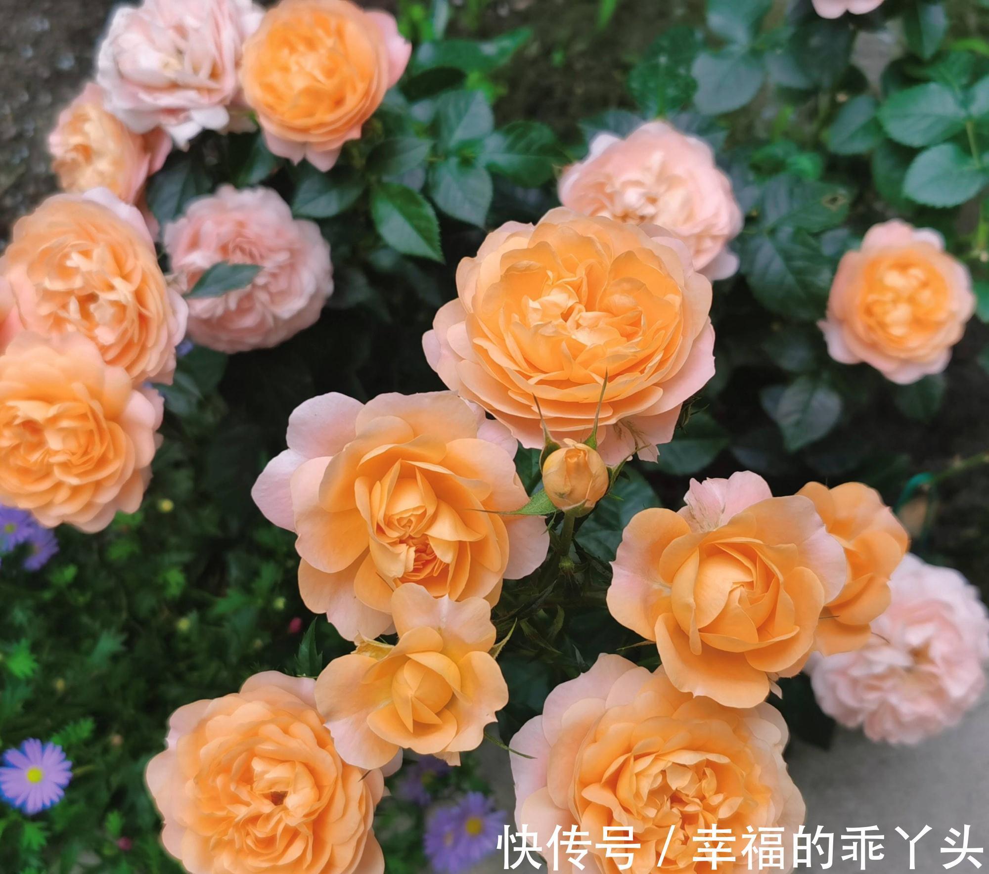 枝条|6种“漂亮花”，冬天剪一剪，保留大花芽，来年开花多一倍