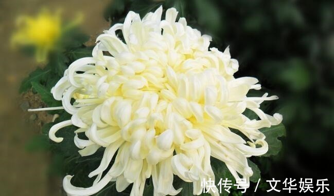 喜欢菊花,不如养盆“珍品名菊”海天一色,花开美轮美奂花姿妖艳
