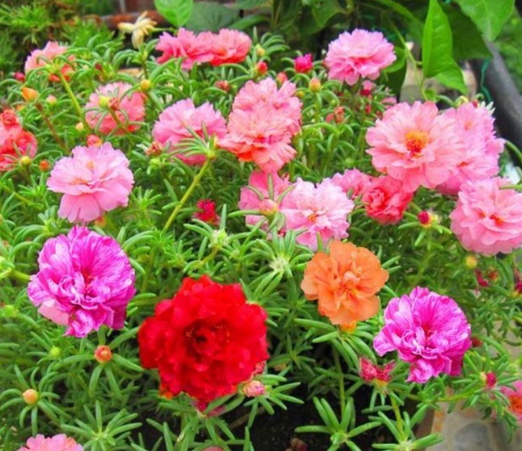 家里一定要养这3种花，养在客厅上档次，花美色艳，花儿轻松开爆