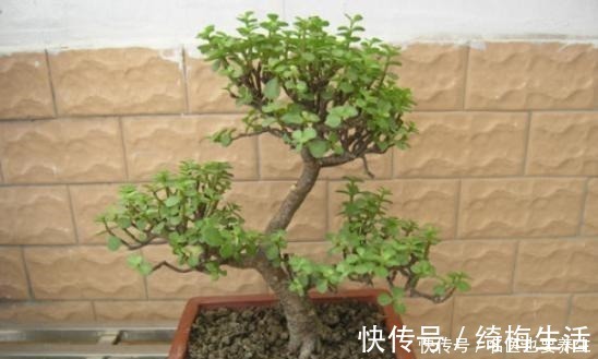 养护|养金枝玉叶,不注意“2点”,叶片哗哗掉,小心变光杆!