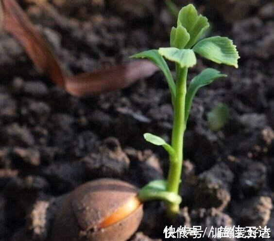 回家|路上看到3个“种子”一定捡回家,种在花盆里变小树,还挺名贵!