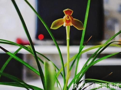 花色|传统名花：红河红，花香浓郁、花色繁杂，值得偏爱，你喜欢吗？