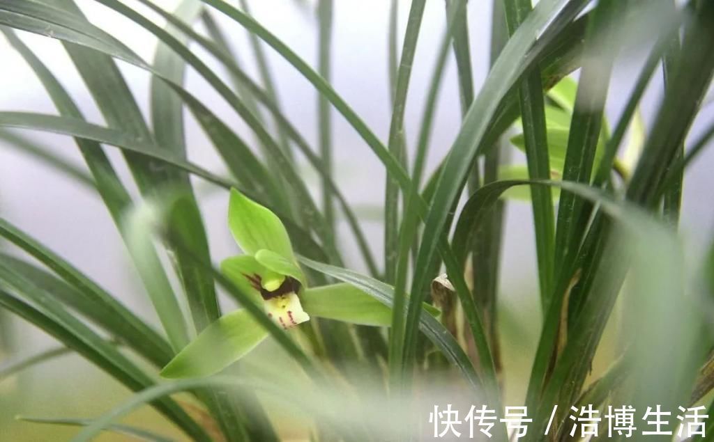 兰友|兰花怎么养到爆盆?三点诀窍,知道就很容易了