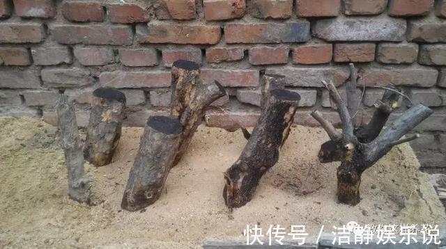 压弯枝|1种果树剪根枝，插土里就活，当年就能挂果，压弯枝！