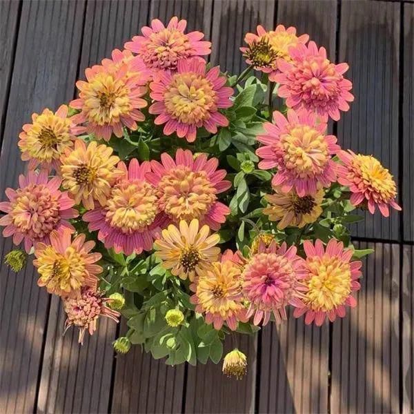 红花|今年最流行的网红花，养家里上档次，邻居看了太眼馋