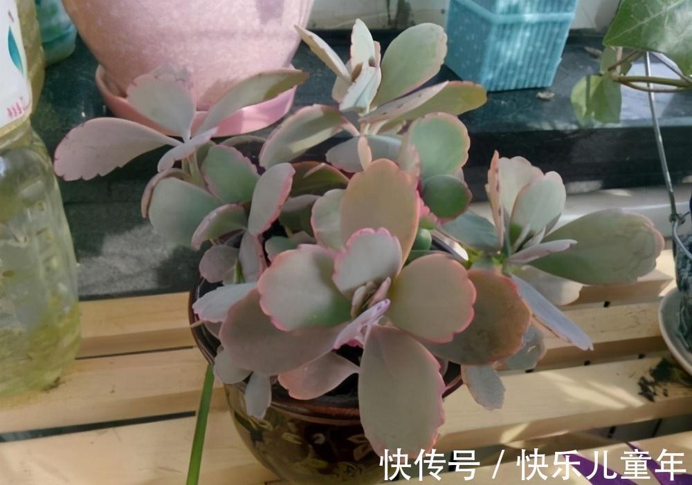 两种极好塑形的多肉,美观外形,各有千秋,但却都怕晒太阳