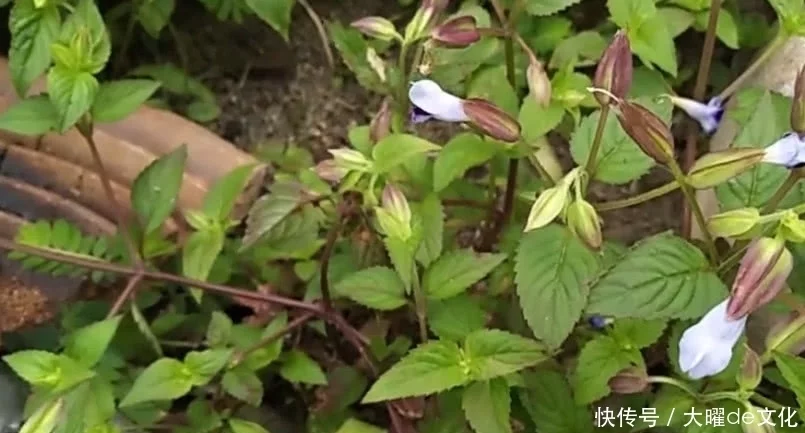 蓝猪耳，药用价值比人参高