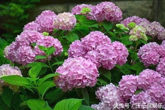 此花所代表的是希望和团圆,是寓意美好的花,也代表着祝福