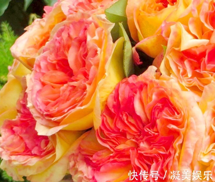 小编眼|喜欢菊花,一定要养盆橘子酱月季,带有柑橘和芒果的果香味,可爱