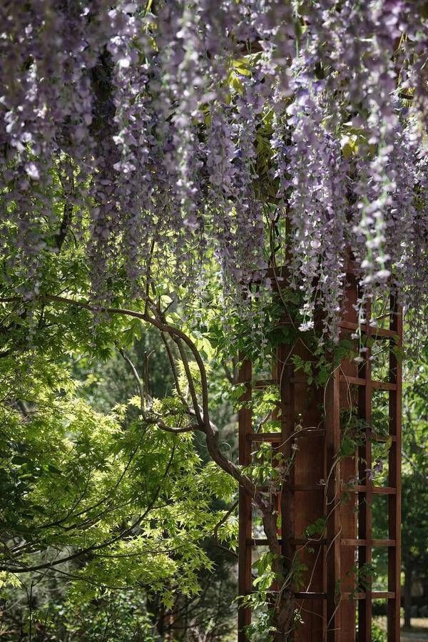 刘嘉玲和朱珠享受缦合宁静