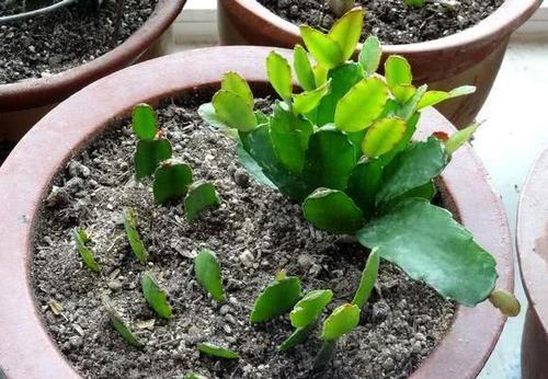 冬天也能扦插花,剪个枝插土里,冒白根长新芽,来年花开不停!