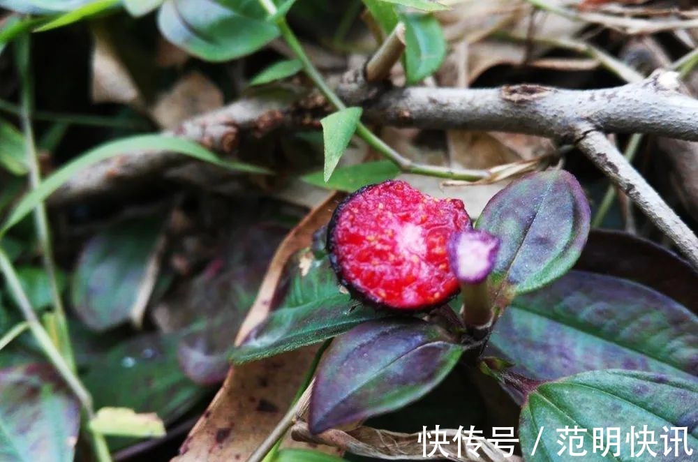 果汁|浑身是刺,吃了舌头会变黑,却是高钙野果,如今市场30元一斤