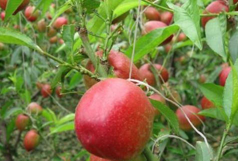 自由基|想长寿要会吃,3种食物不错过,美容养颜,越吃越年轻!