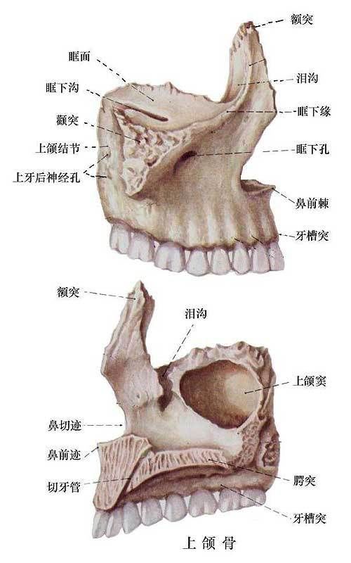 上颌骨的四个突起分别是什么?