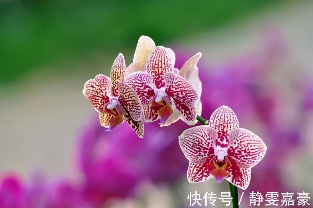 这3种花养一盆就上瘾，枝条贼好扦插，一盆能生好几盆