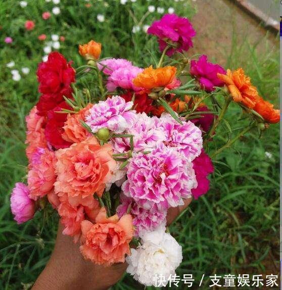 漂亮花|3种漂亮花，再“喜欢”也别贸然买，太难养，一般人根本养不活