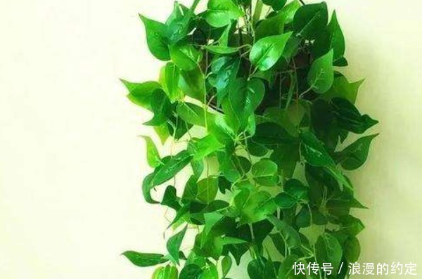 俗语“一颗绿萝七个鬼”,家中为什么不能放绿萝有啥讲究