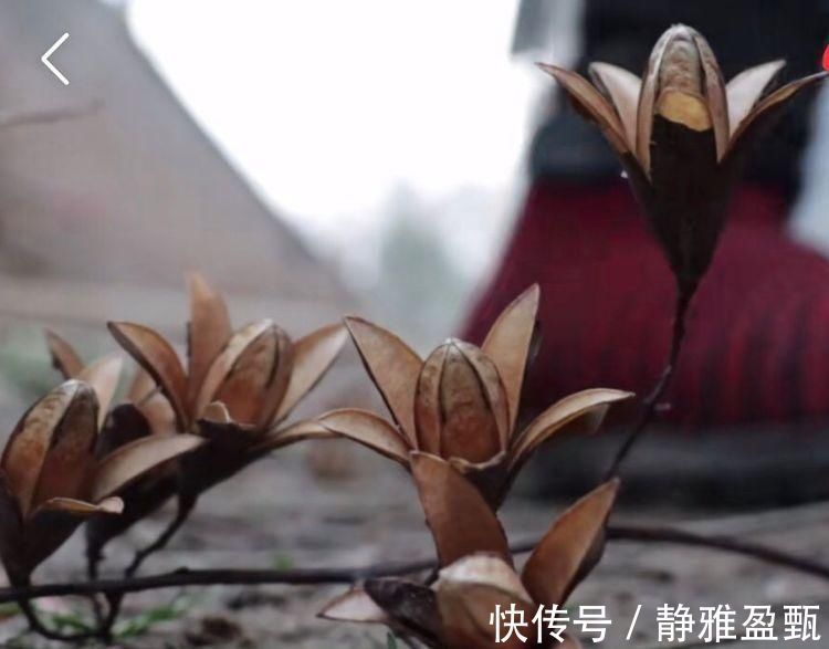 插花|香椿树上结的果实叫啥名有人花钱去农村收集,有什么用吗