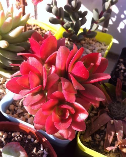 值得拥有的4种红色多肉,好养护上色快,叶子鲜红似火烧!