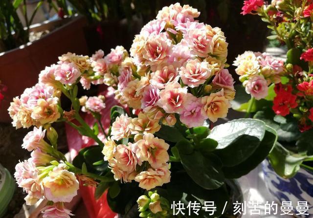 这些九月容易“饿”的花,多晒太阳,施对肥,开出碗大的花