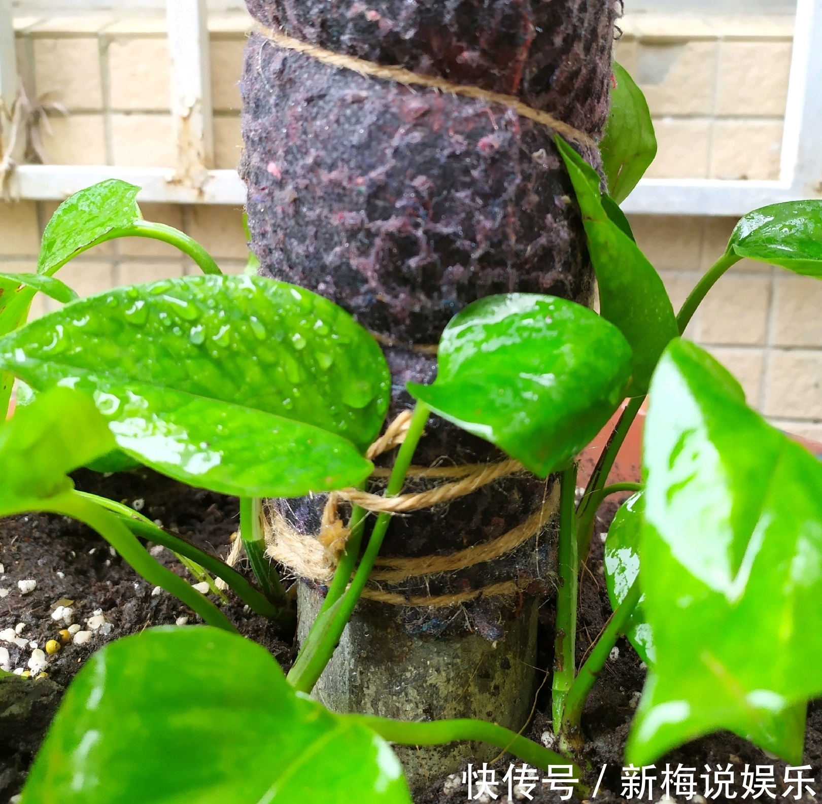 绿萝树|制作绿萝柱的简易教程,把绿萝养成绿萝树,绿萝也能玩出高大上