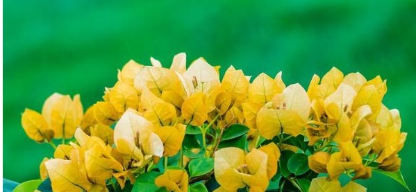 三角梅控水促花真有必要吗别再“折腾”了,做好三点是关键