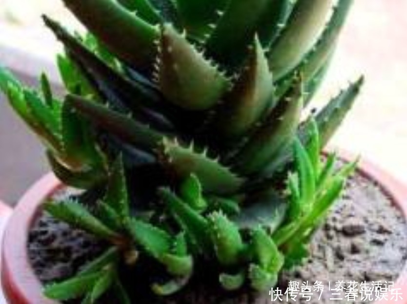 浇水|家养芦荟半死不活多半浇水不正确,改善后生长快叶子肥胖